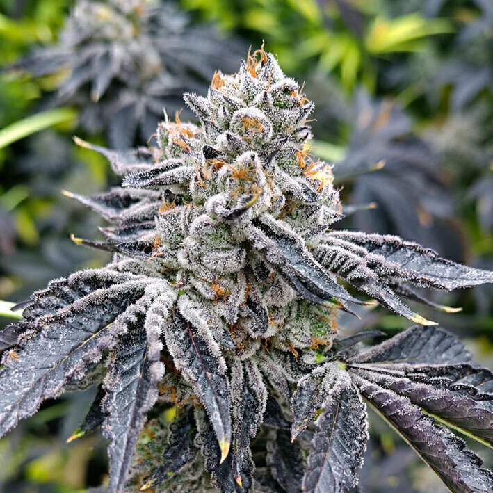 Cola de Euskal Zkittlez con hojas oscuras y tricomas